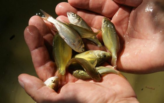 Сохранние молоди рыбы на Учинском водохранилище